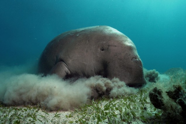 A dugong feeds on a seagrass meadow in the red sea