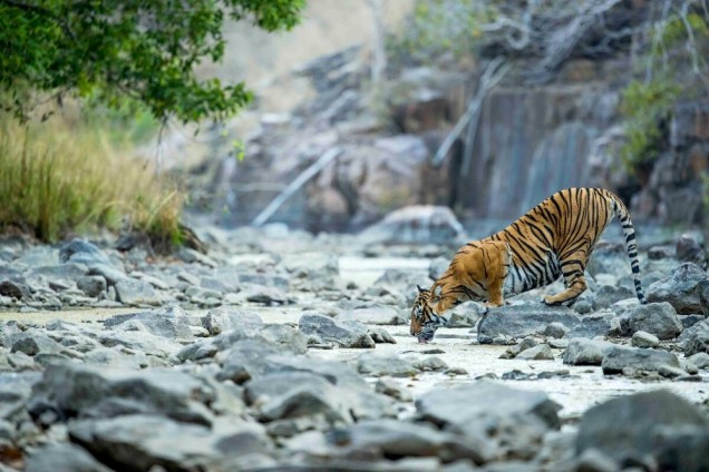 tiger drinks from stream in Ranthambhore National Park, India