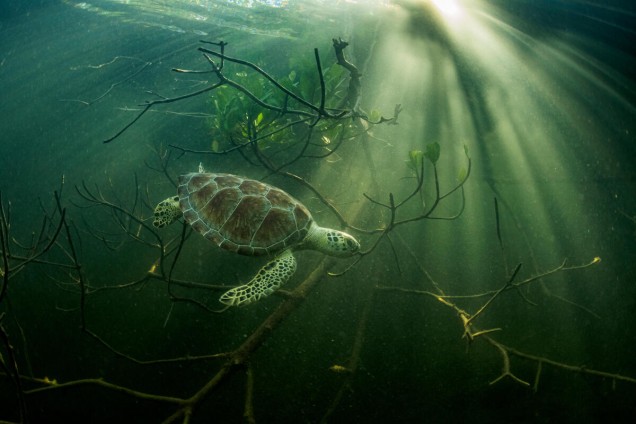 Green sea turtle hiding among mangrove roots