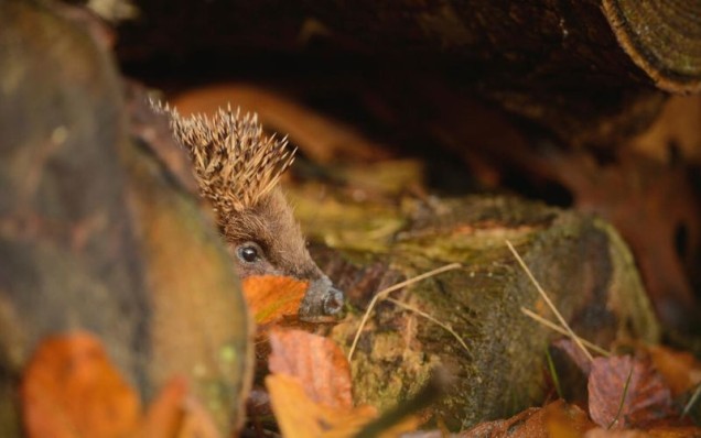 Close up of hedgehog among leaves