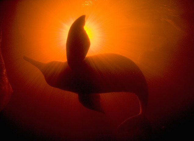 shot from beneath of a river dolphin in the rio negro, with sunlight shining from above