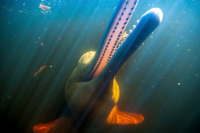 close up of river dolphin in shallow waters, with mouth ajar showing its teeth
