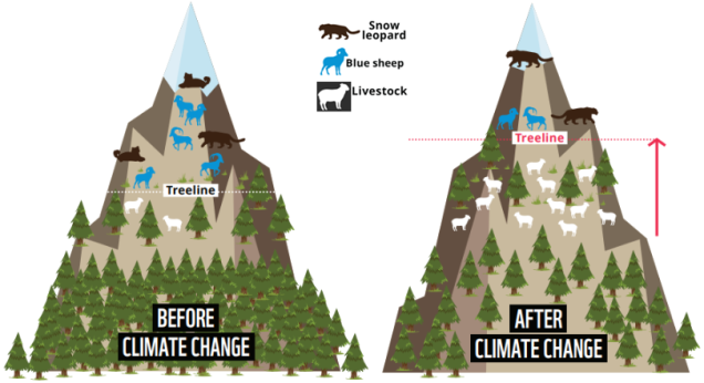 an infographic detailing the effect of climate change on the mountain treeline. Climate change will affect snow leopard prey numbers, driving them toward livestock instead.