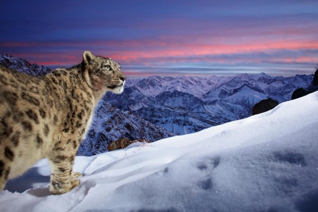 a wild snow leopard triggers a camera trap atop a mountain, as it looks into the distance
