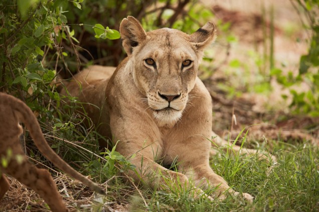 Close up portrait of a lioness lying down