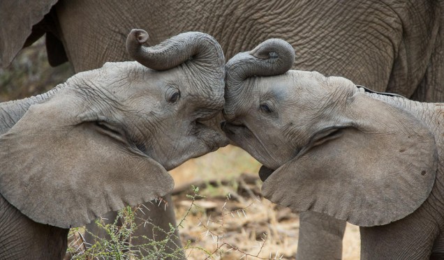 2 African elephant calves kissing