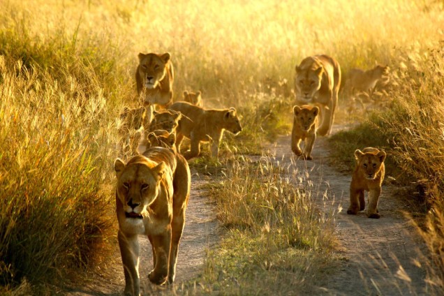 Pride of lions walking through Serengeti National Park, Tanzania, Africa