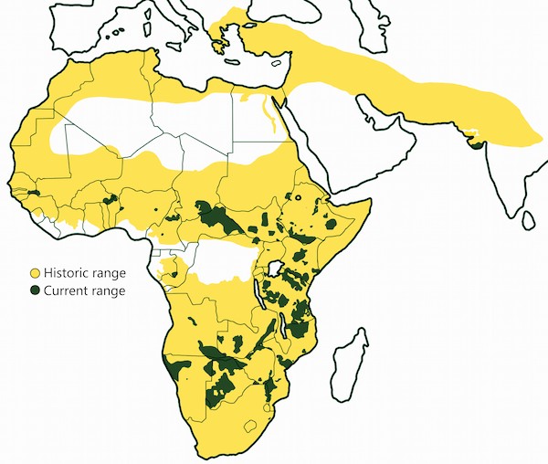 a map graphic detailing the reduction of lions' range in Africa. Their range has decreased by 90%.