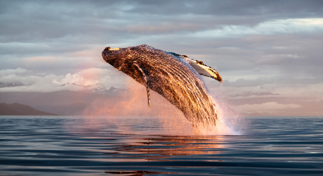 humpback whale breaching at sunset
