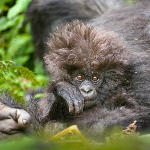 A baby gorilla with fluffy hair rests its head on its hand and gazes curiously at the camera.