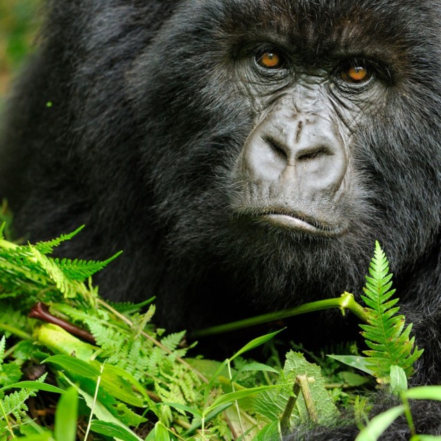 A close-up of a gorilla lying among lush green ferns with an intense gaze.