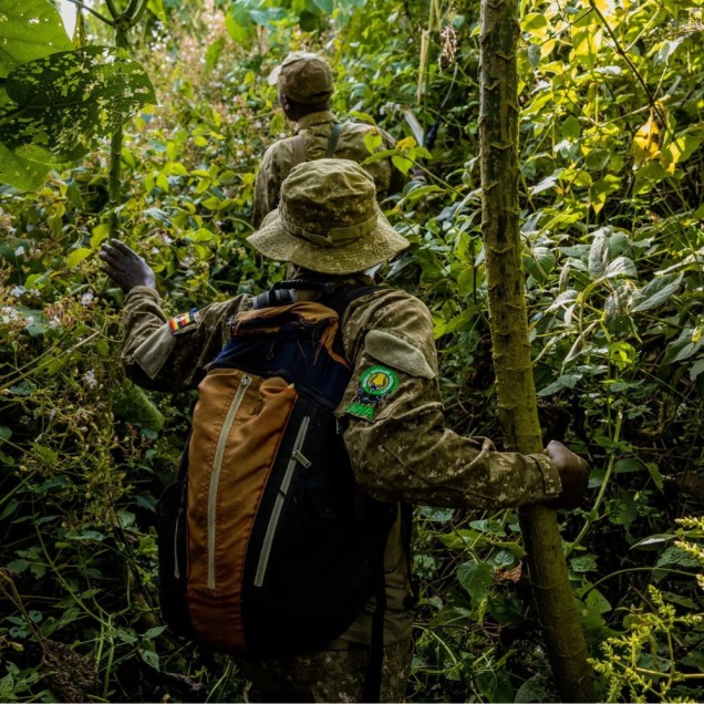 Two rangers in camouflage uniforms trek through dense jungle