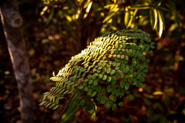 Green plant in Amazon forest under sunlight