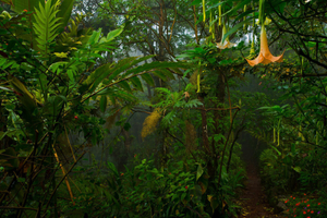 the inner rainforest, showcasing a variety of foliage and some hanging orange flowers