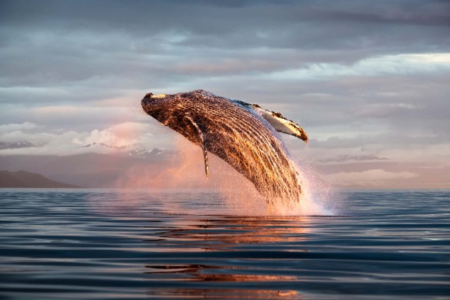 a humpback whale breaching at sunset