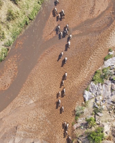 Aerial view of the Blue Wildebeest migration in Kenya