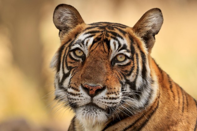 Bengal tiger in India looking directly at the camera