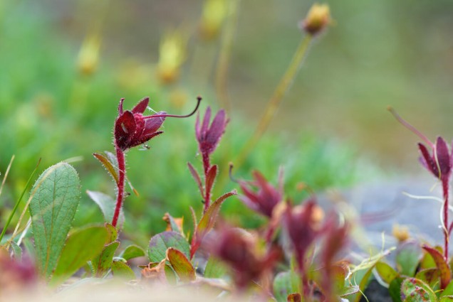 A close shot of some small red and green plants growing in a natural outdoor setting