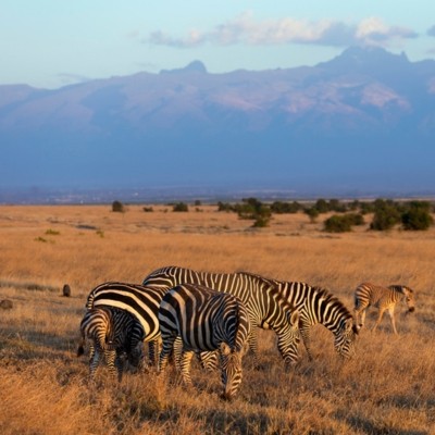 Zebras grazing with Mount Kenya