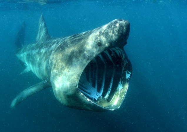 Basking Shark with mouth open wide