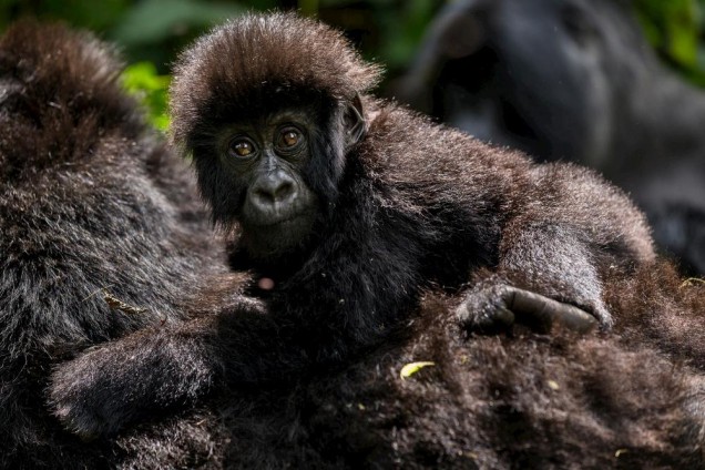 Gorilla Baby with mother