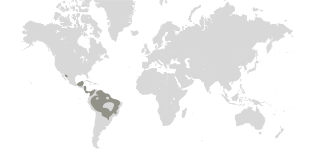 Map graphic detailing jaguar habitat range 