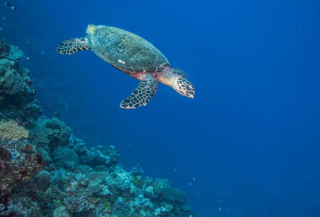 Hawksbill turtle on the reef off northern Kia Island