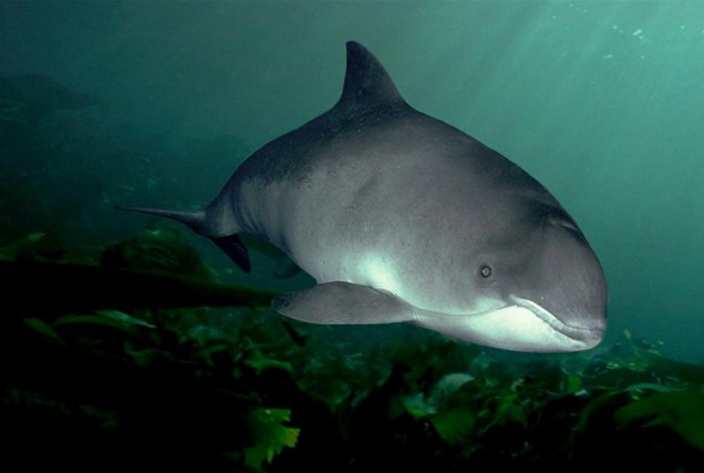 Porpoise underwater