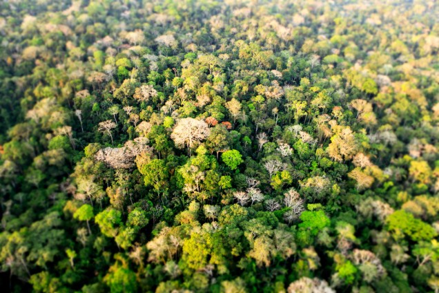 Arial Shot of trees in Amazon Rainforest